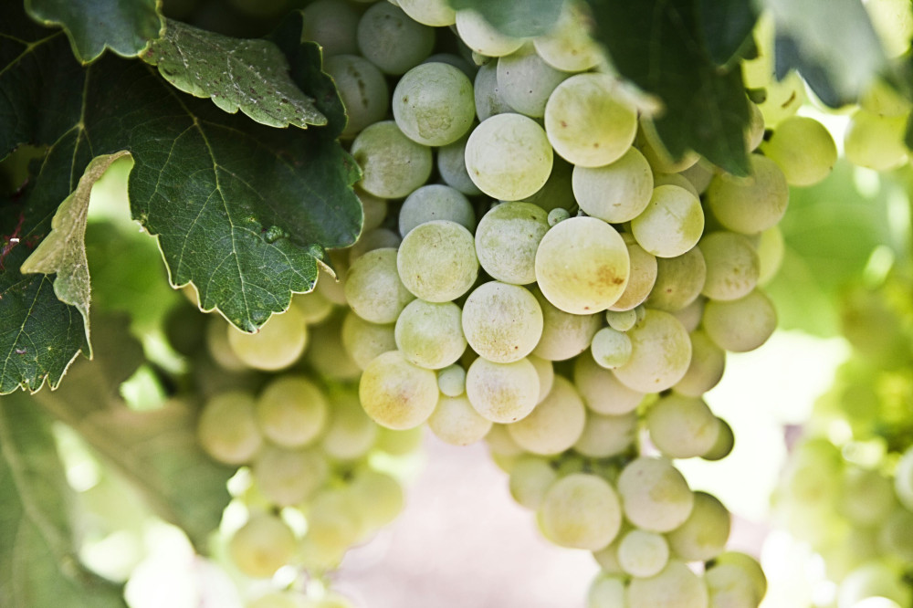 Traditionen bag Cremant de Bourgogne, der vil forbløffe dig!